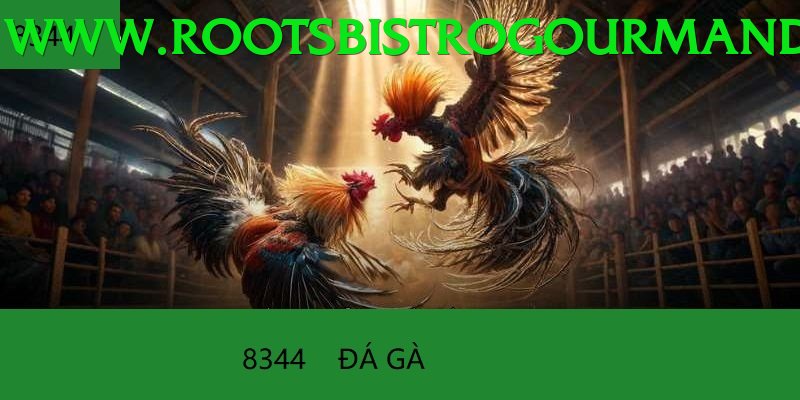 Đá Gà Trực Tiếp - Win444