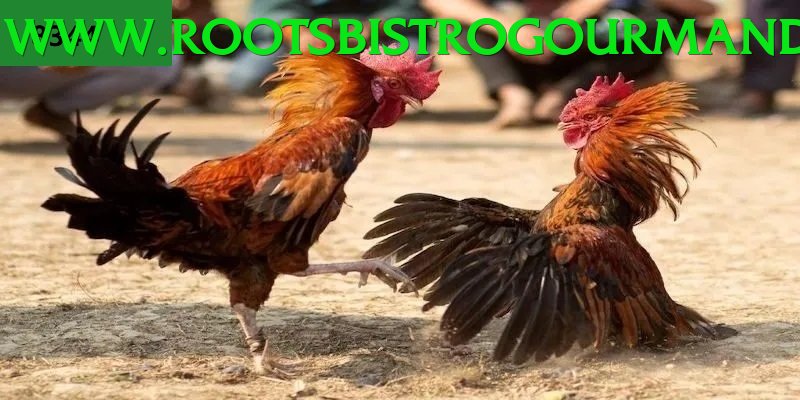 Đá Gà Trực Tiếp - Trải nghiệm tuyệt vời